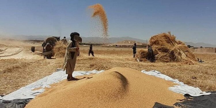 کندهار؛ سږ کال د غنمو په حاصلاتو کې د پام وړ زیاتوالی راغلی