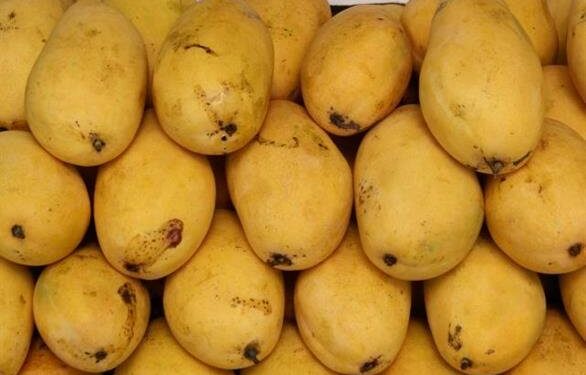 ننګرهار کې د ام بوټو ازمایښتي کرکېلې ښه نتجیه ورکړې ده