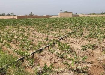 لوګر کې د انجې بوټي کرلو ته د کروندګرو لېوالتیا ډېره شوې ده