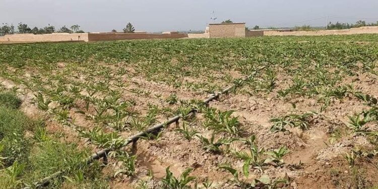 لوګر کې د انجې بوټي کرلو ته د کروندګرو لېوالتیا ډېره شوې ده