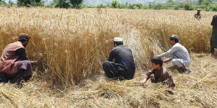 پکتیا کې د غنمو په حاصلاتو کې ۱۵ سلنه زیاتوالی راغلی