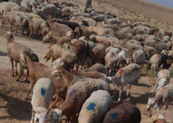 پاکستان ته د سلګونو پسونو د قاچاق مخه نیول شوې