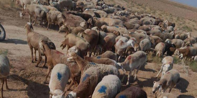 پاکستان ته د سلګونو پسونو د قاچاق مخه نیول شوې