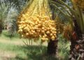 سږ کال به د ننګرهار خرما بڼ ۲۰ ټنه حاصلات ورکړي