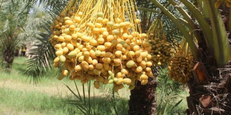 سږ کال به د ننګرهار خرما بڼ ۲۰ ټنه حاصلات ورکړي