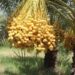 سږ کال به د ننګرهار خرما بڼ ۲۰ ټنه حاصلات ورکړي