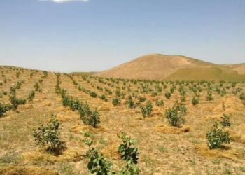 بادغیس کې د پستې ۱۷۶ هکټاره بڼونه بیارغول شوي