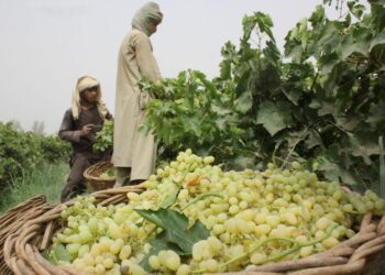 بغلان کې سږکال د انګورو په حاصلاتو کې ۴۰سلنه زیاتوالی راغلی