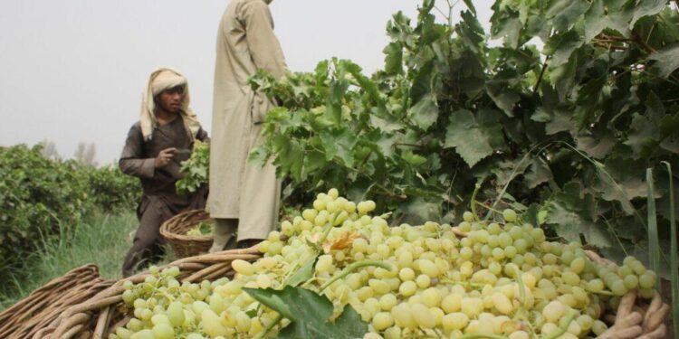 بغلان کې سږکال د انګورو په حاصلاتو کې ۴۰سلنه زیاتوالی راغلی