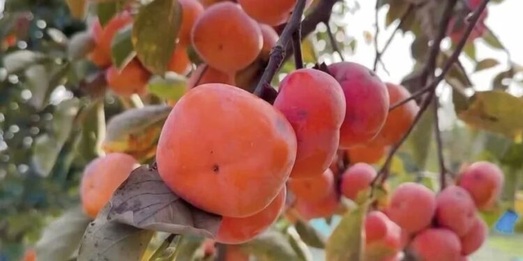 خوست؛ سږ کال ۳۱۲ ټنه د املوکو حاصلات راټول شوي دي