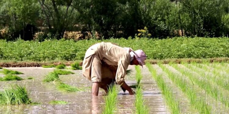 بغلان کې سږ کال په نږدې ۲۹ زره هکټاره ځمکه شولې کرل شوي