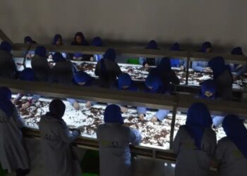 افغانستان دا مهال ۲۰ قلمه توکي نړیوالو بازارونو ته صادروي