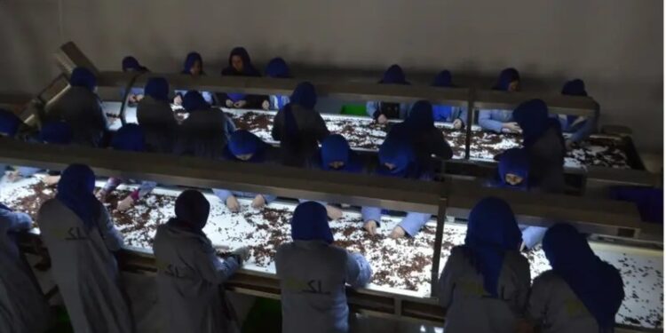 افغانستان دا مهال ۲۰ قلمه توکي نړیوالو بازارونو ته صادروي