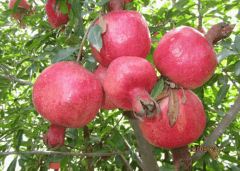 سږ کال د کندهار د انارو په صادراتو کې ۳۲ سلنه زیاتوالی راغلی