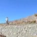 پنجشېر؛ د ۲ استنادي دېوالونو د جوړولو چارې بشپړې شوې دي