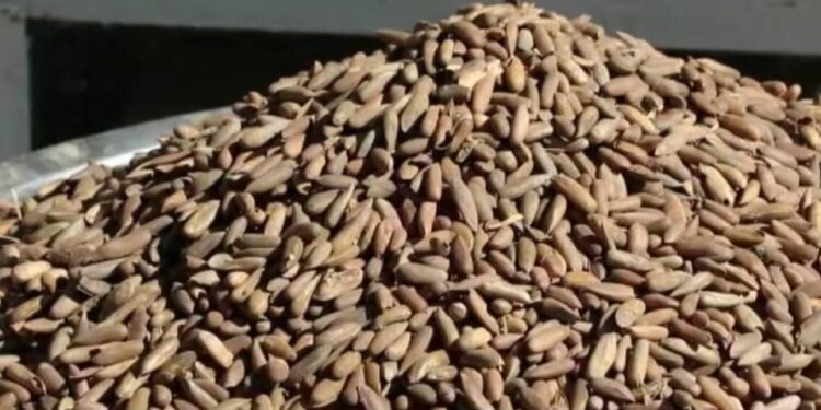 په تېرو ۸ میاشتو کې ۶۴۵ ټنه جلغوزي بهر ته صادر شوي