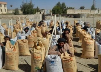 کندهار کې پر ۷۶۳ بزګرانو اصلاح شوي تخمونه ووېشل شول