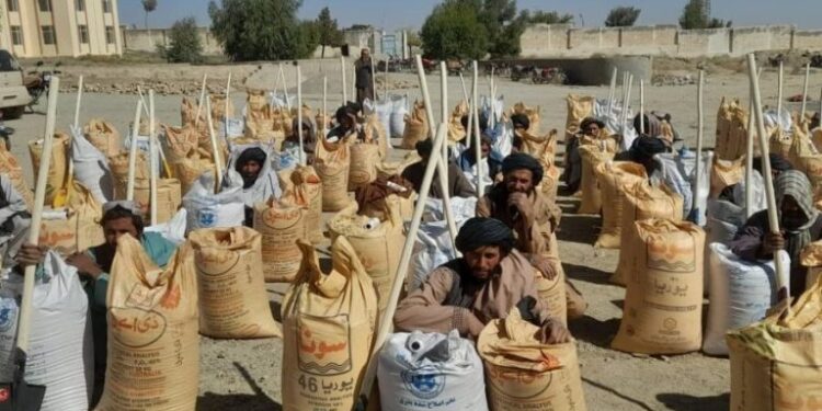 کندهار کې پر ۷۶۳ بزګرانو اصلاح شوي تخمونه ووېشل شول