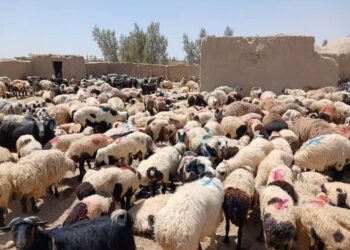 کندهار؛ پاکستان ته د څه باندې ۵ زره پسونو د قاچاق مخه نیول شوې