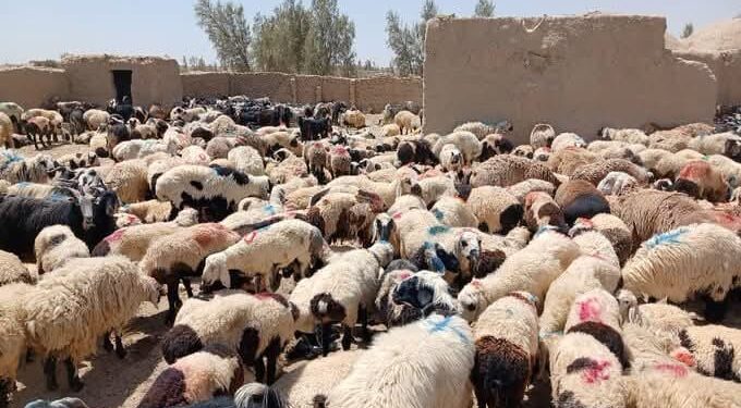 کندهار؛ پاکستان ته د څه باندې ۵ زره پسونو د قاچاق مخه نیول شوې