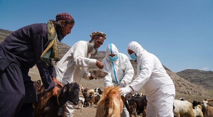 د خوړو خوندیتوب لپاره افغانستان کې ۱۰۰ میلیونه ډالري پروژه پيلیږي