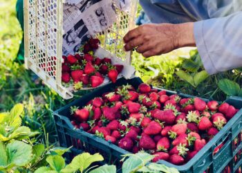 کرنې وزارت: روان کال د تازه میوو په حاصلاتو کې زیاتوالی راغلی