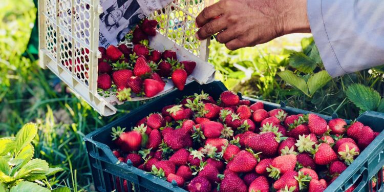 کرنې وزارت: روان کال د تازه میوو په حاصلاتو کې زیاتوالی راغلی