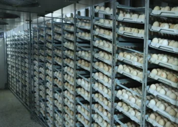 بلخ کې د چرګوړو د تولید فابریکه پرانیستل شوه