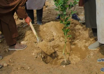 لغمان کې سږ کال نږدې یو میلیون نیالګي کېنول کیږي