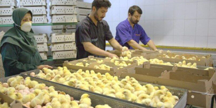 له ایرانه افغانستان ته د چرګوړو واردات پيل شول