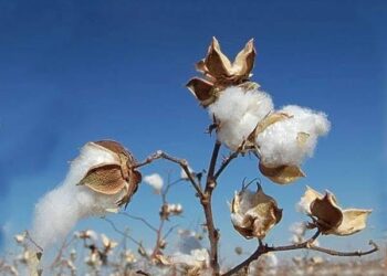 کندهار کې کروندګر د پنبې د بیو له ټیټوالي شکایت لري