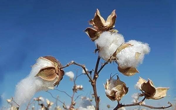 کندهار کې کروندګر د پنبې د بیو له ټیټوالي شکایت لري