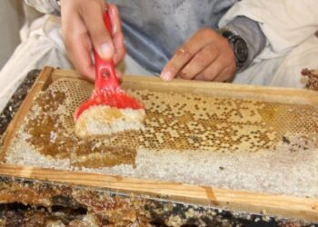 بغلان کې سږ کال له ۷۶فارمونو څخه ۳۰ ټنه شاټ تولید شوي