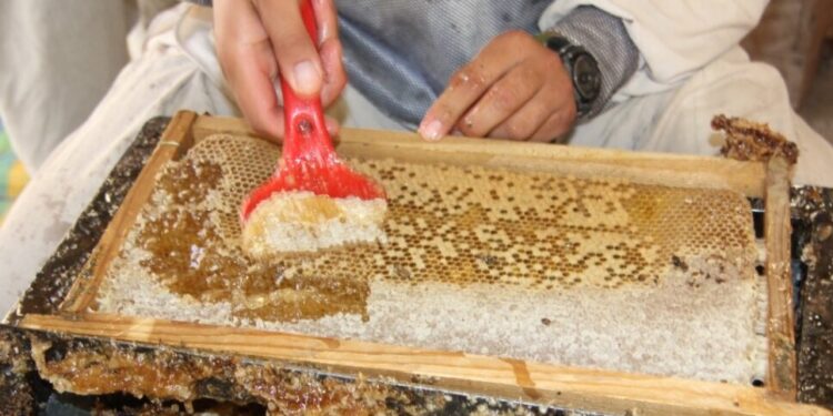 بغلان کې سږ کال له ۷۶فارمونو څخه ۳۰ ټنه شاټ تولید شوي