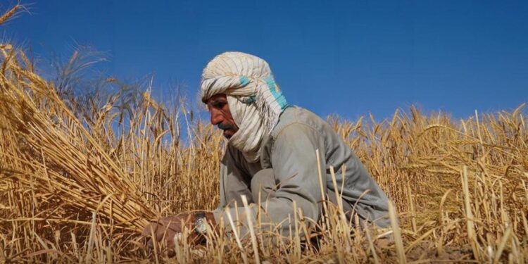 ایف اې او: د مالي مرستو د ترلاسه کولو لپاره نوملیکنه پیل شوې