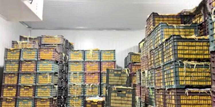 هلمند کې د ۵۰ میلیونه افغانیو په لګښت سړه خونه جوړه شوه