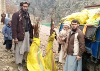 نورستان کې د چهارمغزو ۴۰ بڼونه جوړیږي