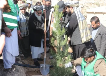 ننګرهار او هلمند کې د نیالګیو کېنولو ملي کمپاین پيل شوی دی
