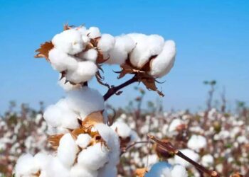 کرنې وزارت: په ټول هیواد کې څه باندې ۱۵۸زره مټریک ټنه پنبه راټوله شوې