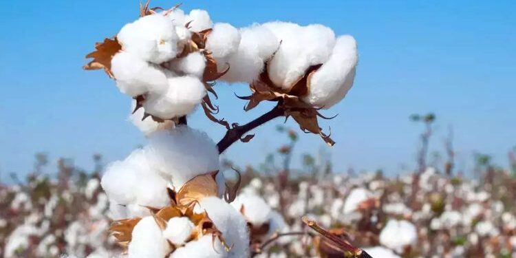 کرنې وزارت: په ټول هیواد کې څه باندې ۱۵۸زره مټریک ټنه پنبه راټوله شوې