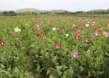 له ډيورنډ فرضي کرښې هاغاړې ته د نشه يي توکو کښت زیات شوی