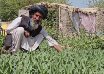هلمند کې د شین چای کښت مثبته نتیجه ورکړې