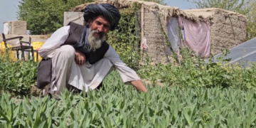 هلمند کې د شین چای کښت مثبته نتیجه ورکړې