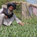 هلمند کې د شین چای کښت مثبته نتیجه ورکړې