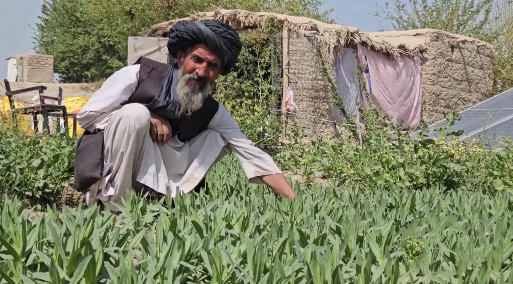 هلمند کې د شین چای کښت مثبته نتیجه ورکړې