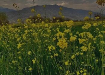 خوست؛ د تېل لرونکو نباتاتو د کرنې لپاره ۲۰ زره جریبه ځمکه تثبیت شوه