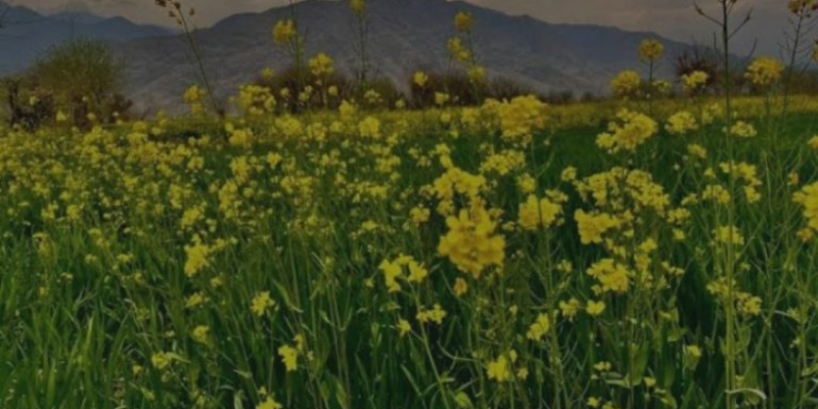 خوست؛ د تېل لرونکو نباتاتو د کرنې لپاره ۲۰ زره جریبه ځمکه تثبیت شوه