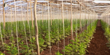 هرات کې د شنو خونو تولیدات د سبزیجاتو ۹۰ سلنه اړتیا پوره کوي