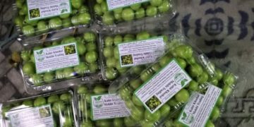 کندهار؛ د لومړي ځل لپاره اماراتو ته د الوچو صادرات پیل شوي