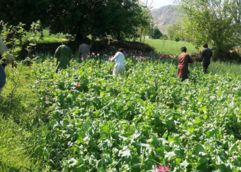 بغلان کې نږدې ۴۰۰ جریبه کوکنار له منځه وړل شوي